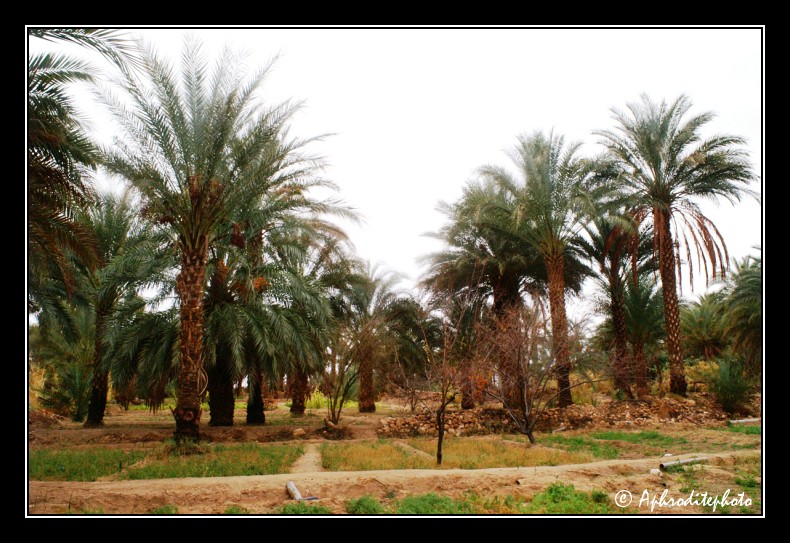 059  Palmeraie de Borj El Khadra